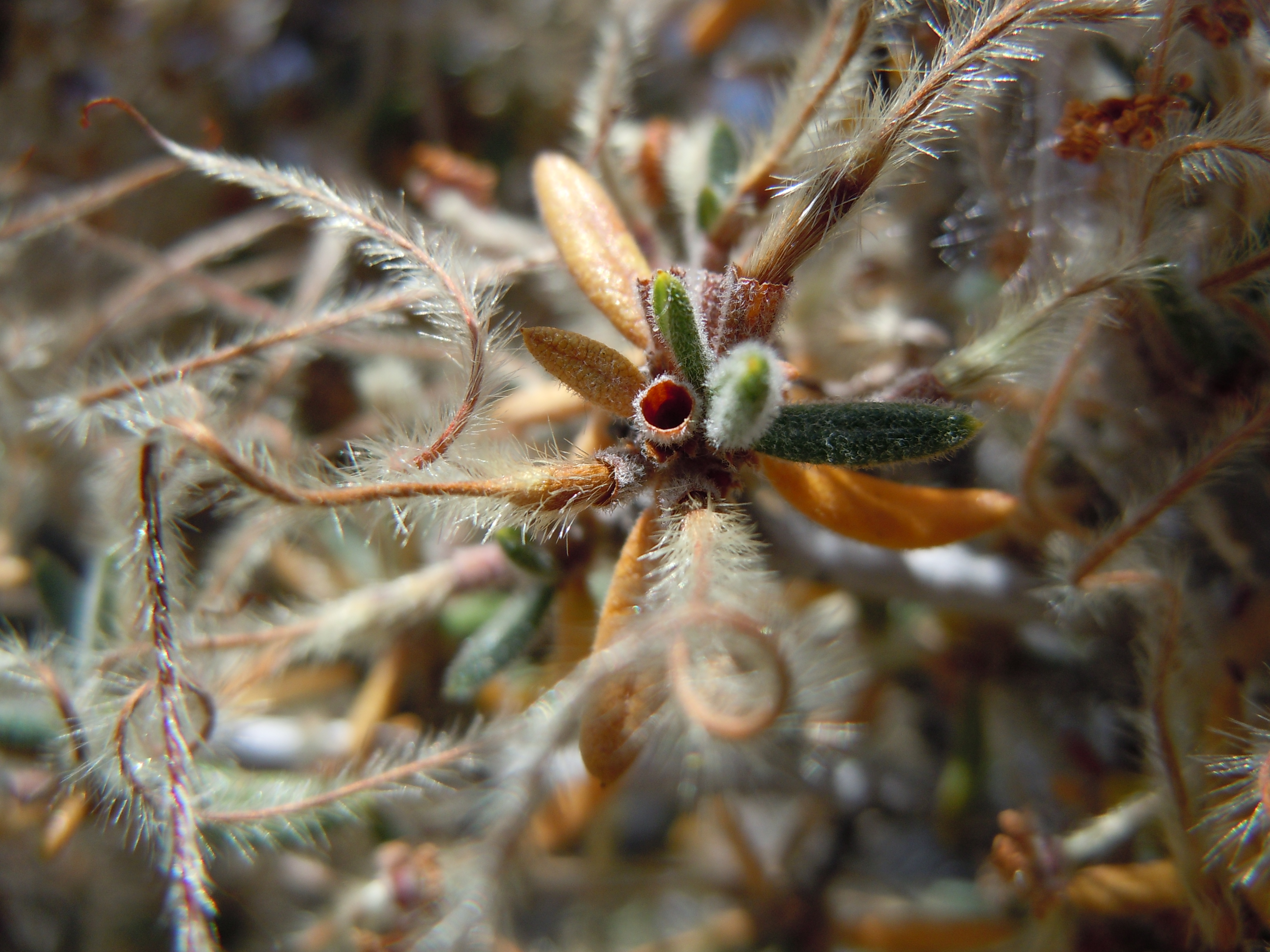 Curl-leaf Mountain Mahogany (Cercocarpus ledifolius) showing silvery spiraled seed plumes