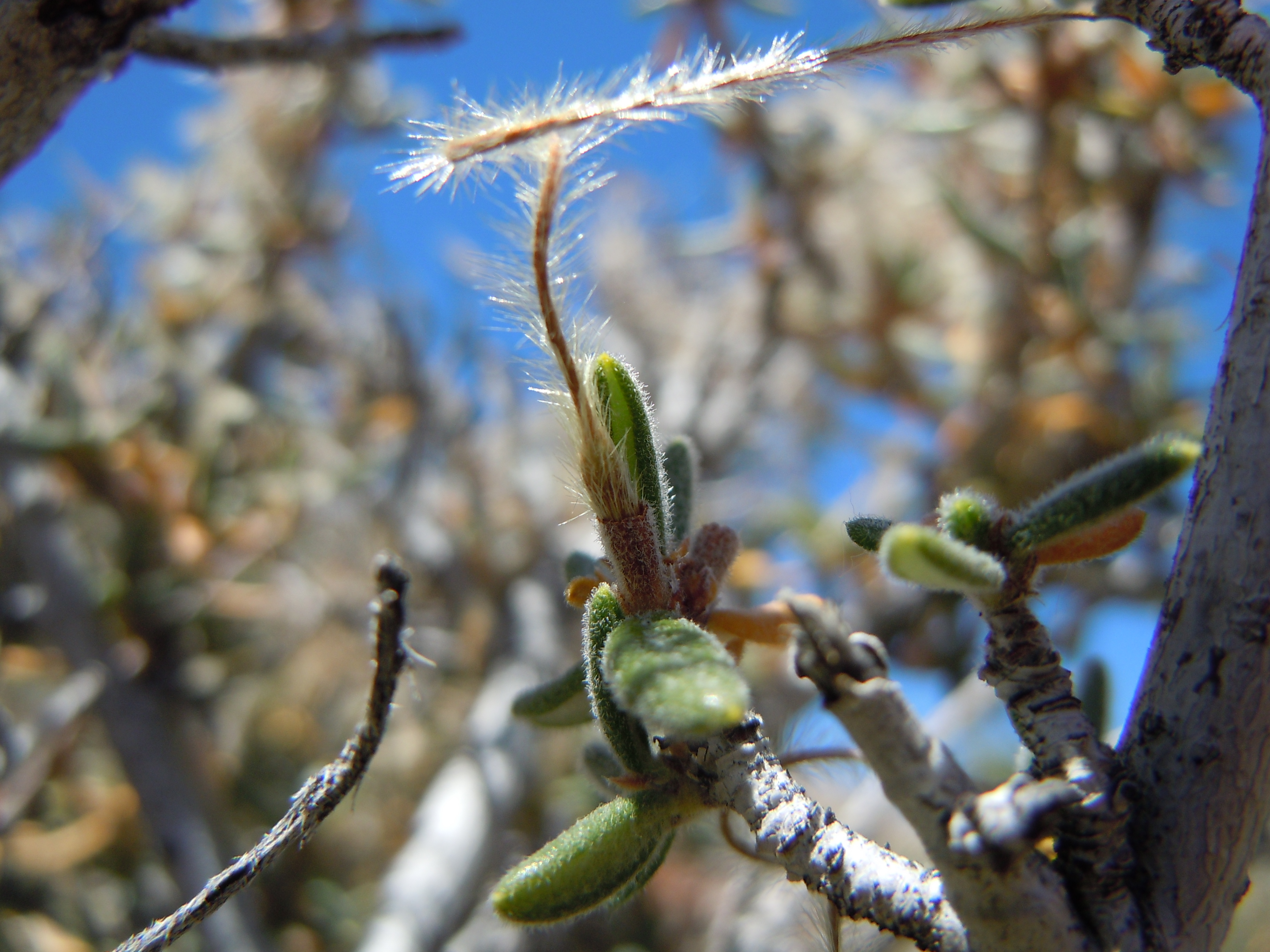 Curlleaf Mountain Mahogany (Cercocarpus ledifolius) showing dense foliage and branching structure