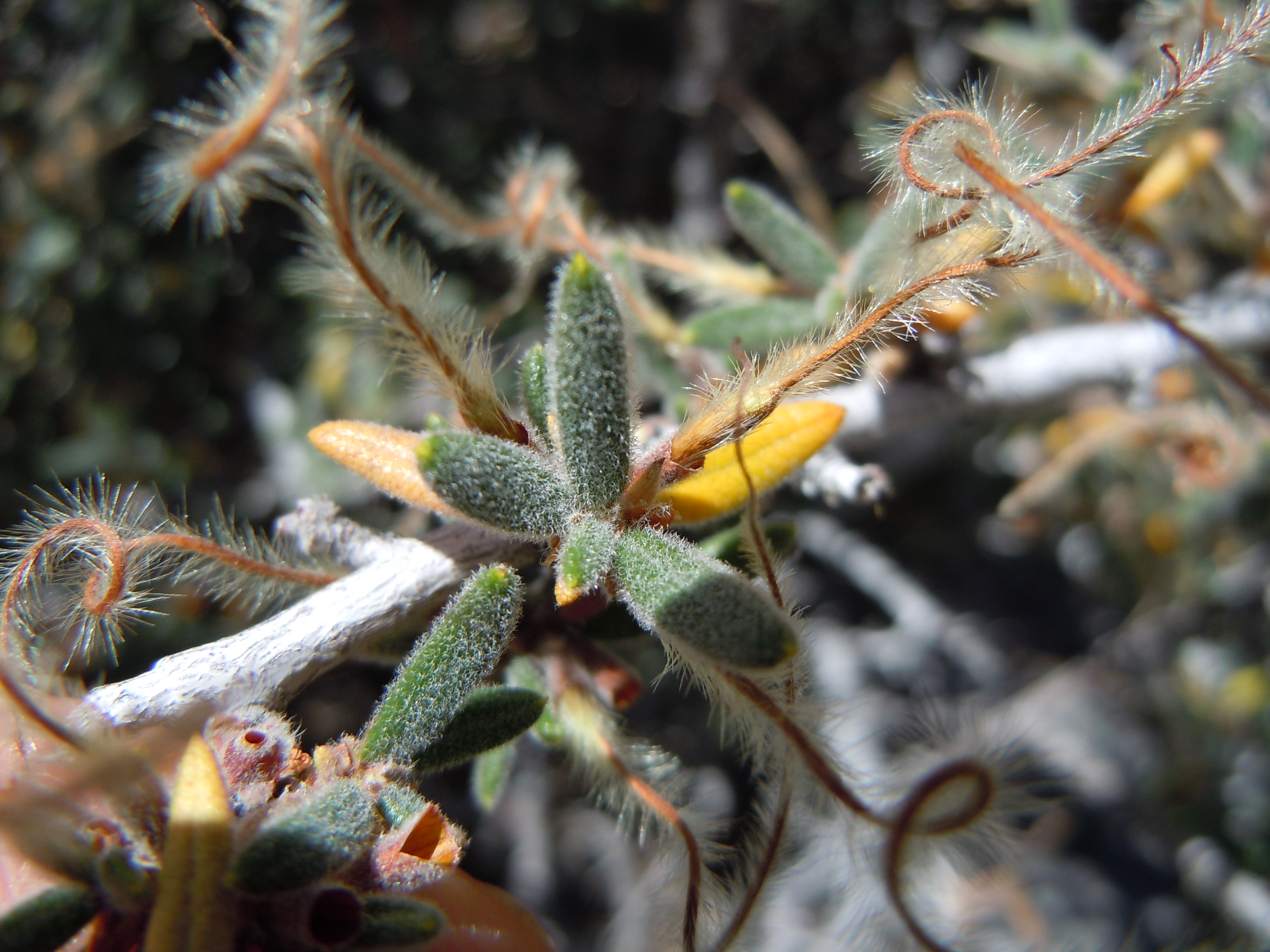 Curlleaf Mountain Mahogany (Cercocarpus ledifolius) shrub showing distinctive twisted leaves and silvery seed plumes