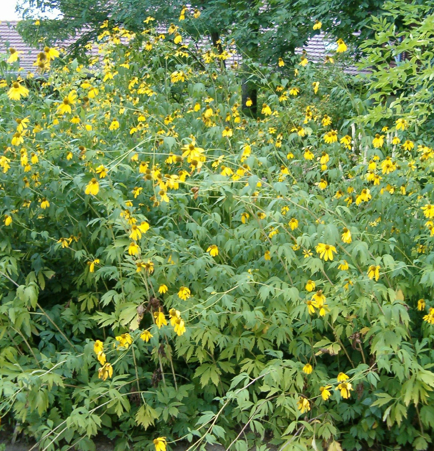 Cut-leaf Coneflower (Rudbeckia laciniata) tall plants with drooping yellow petals and green cone centers growing in a garden