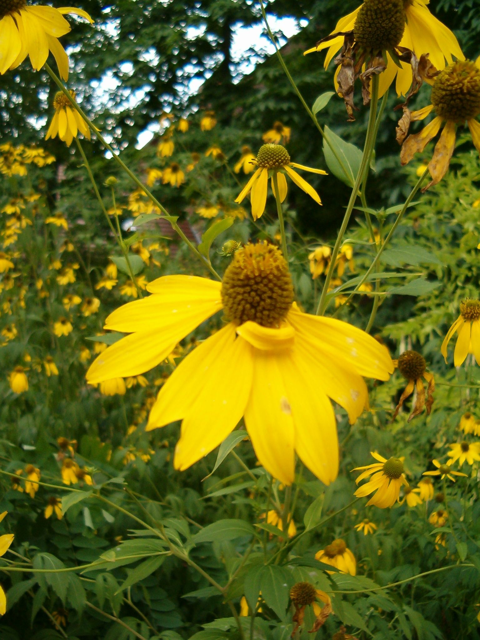 Cut-leaf Coneflower (Rudbeckia laciniata) flower close-up showing drooping yellow petals and prominent greenish center cone