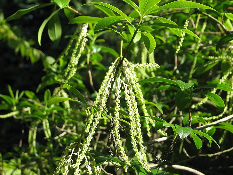 Titi (Cyrilla racemiflora) - PlantNative.org Titi (Cyrilla racemiflora) showing arching branches laden with white fragrant flower racemes