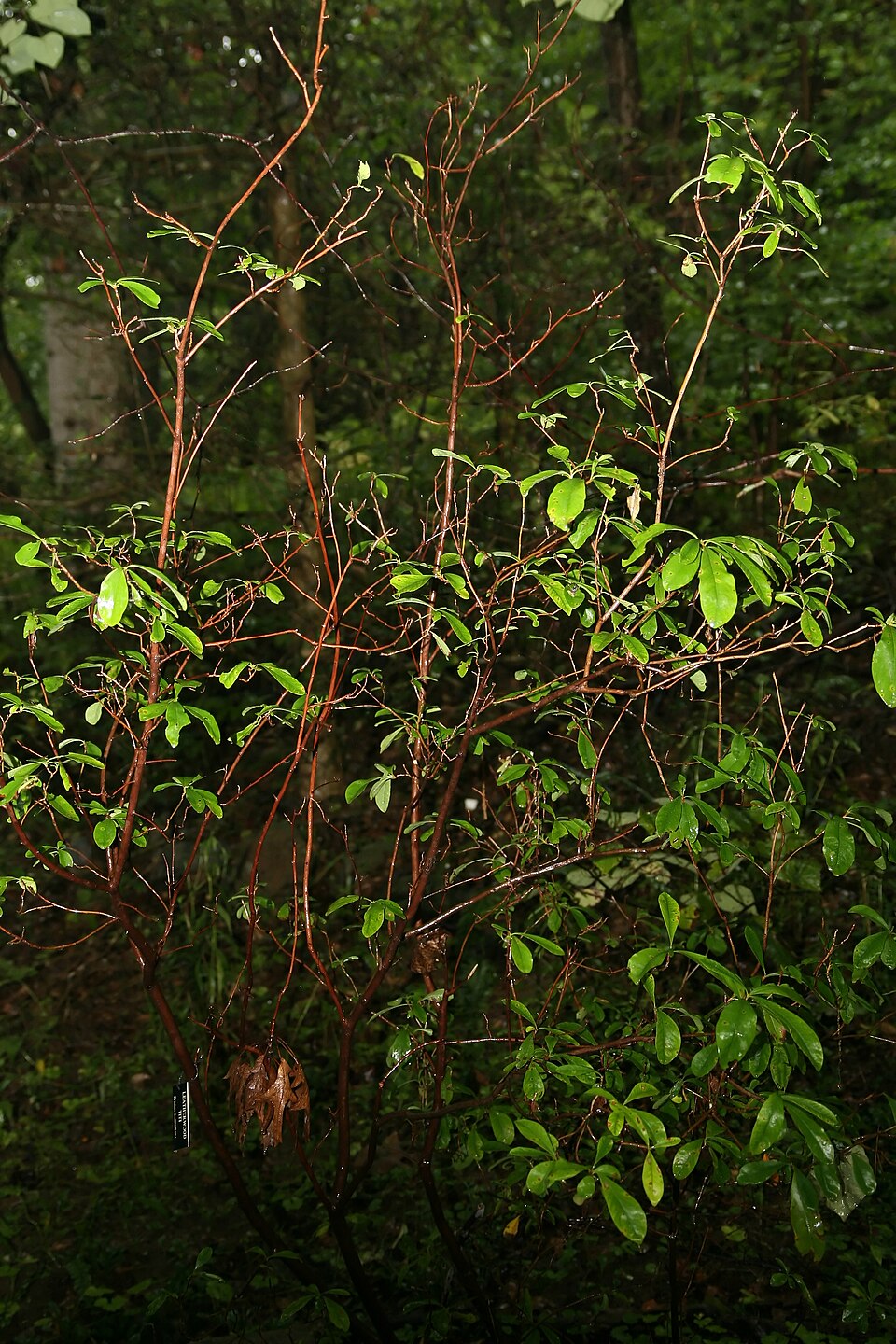 Titi (Cyrilla racemiflora) - PlantNative.org Titi (Cyrilla racemiflora) showing dense foliage and elongated white flower racemes in summer