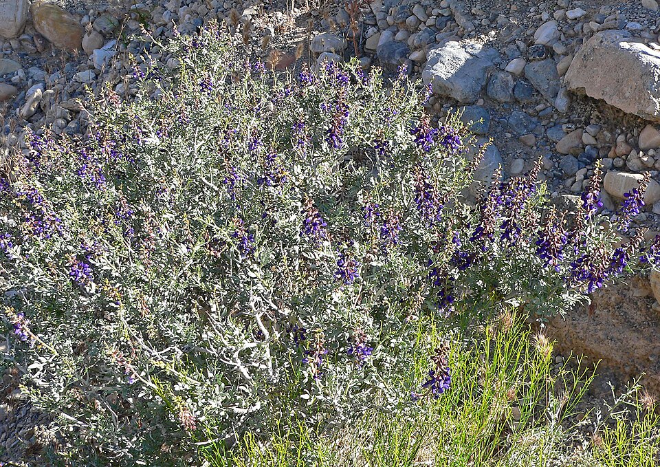 Close-up of Indigo Bush flower spikes showing vivid purple-indigo color and bee activity