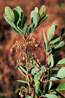 Dangleberry (Gaylussacia frondosa) - PlantNative.org Dangleberry (Gaylussacia frondosa) shrub showing characteristic open branching and alternate leaves