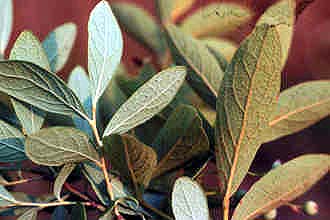 Dangleberry (Gaylussacia frondosa) - PlantNative.org Dangleberry (Gaylussacia frondosa) showing foliage detail