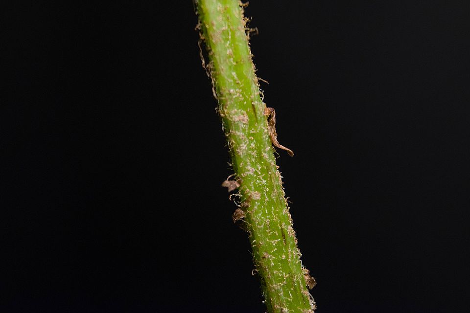 Silvery Spleenwort (Deparia acrostichoides) fronds in woodland setting