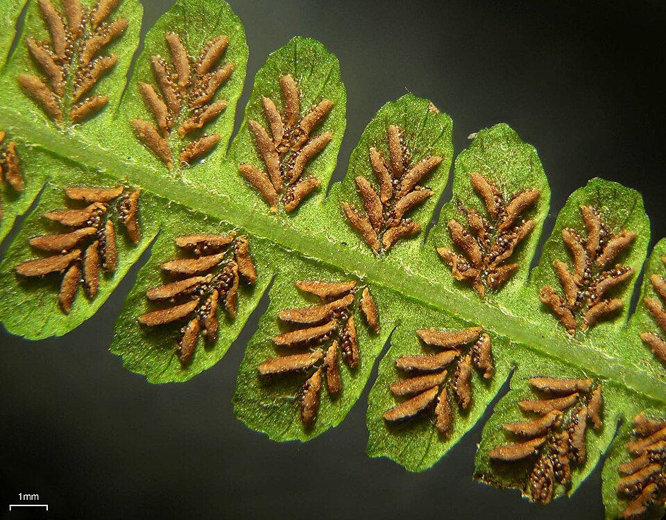 Silvery Spleenwort (Deparia acrostichoides) close-up showing frond pinnae and silvery sori