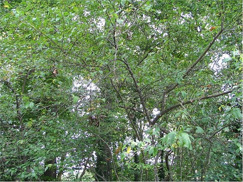 Deciduous Holly (Ilex decidua) - PlantNative.org Deciduous Holly Ilex decidua shrub showing branching structure and red berries