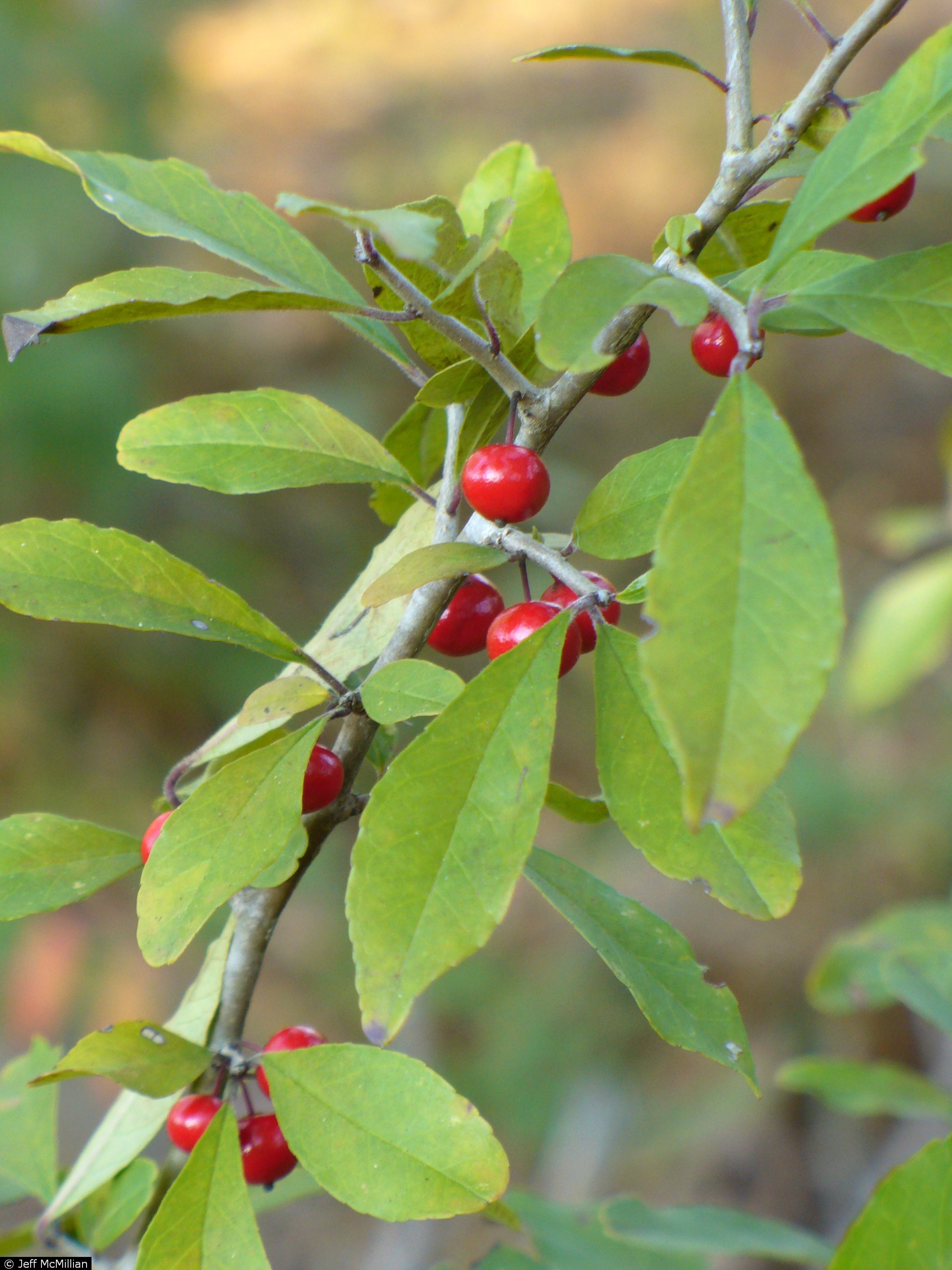 Deciduous Holly (Ilex decidua) - PlantNative.org Deciduous Holly (Ilex decidua) showing brilliant red berries persisting on bare branches in winter