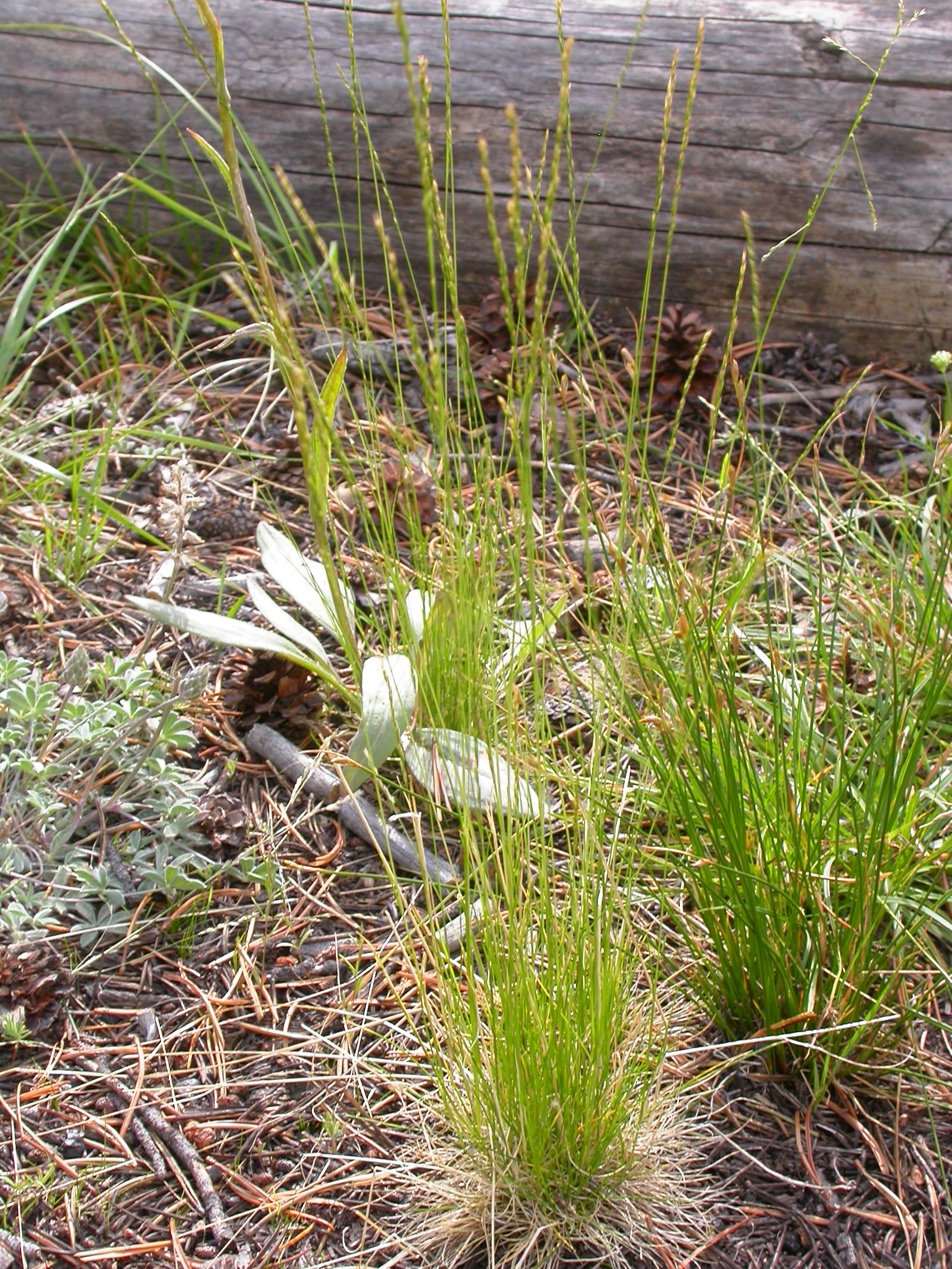 Slender Hairgrass (Deschampsia elongata) - PlantNative.org Slender Hairgrass (Deschampsia elongata) showing narrow, delicate culms with airy flower panicles