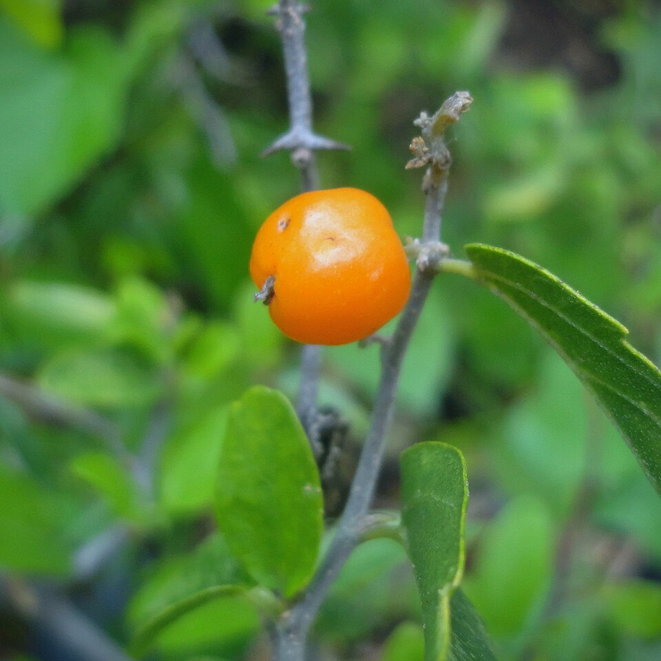 Desert Hackberry (Celtis pallida)