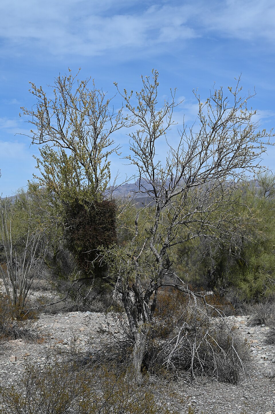 Desert Hackberry (Celtis pallida) detail