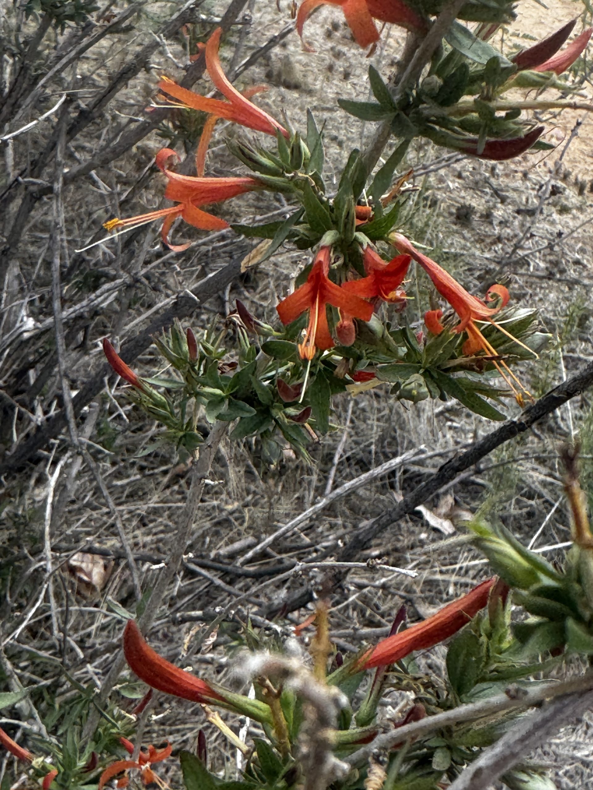 Desert Honeysuckle (Anisacanthus thurberi)