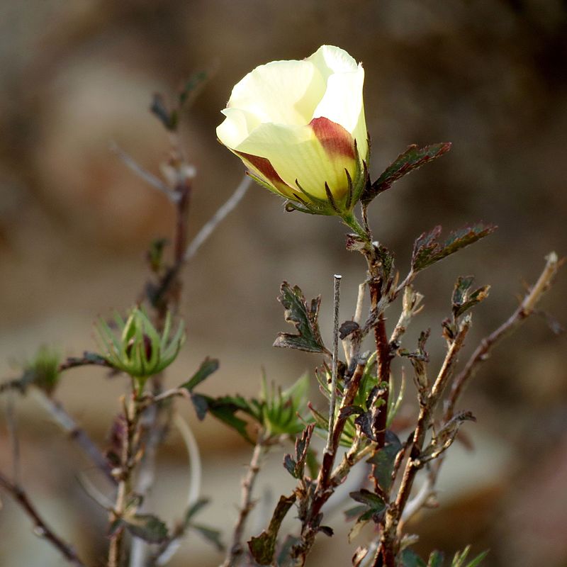 Desert Rose-mallow (Hibiscus coulteri) - PlantNative.org Desert Rose-mallow (Hibiscus coulteri) showing white flower with dark maroon center