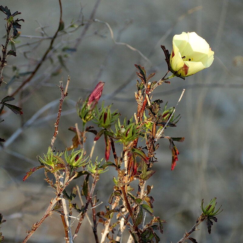Desert Rose-mallow (Hibiscus coulteri) - PlantNative.org Desert Rose-mallow (Hibiscus coulteri) showing multiple blooms on slender branches