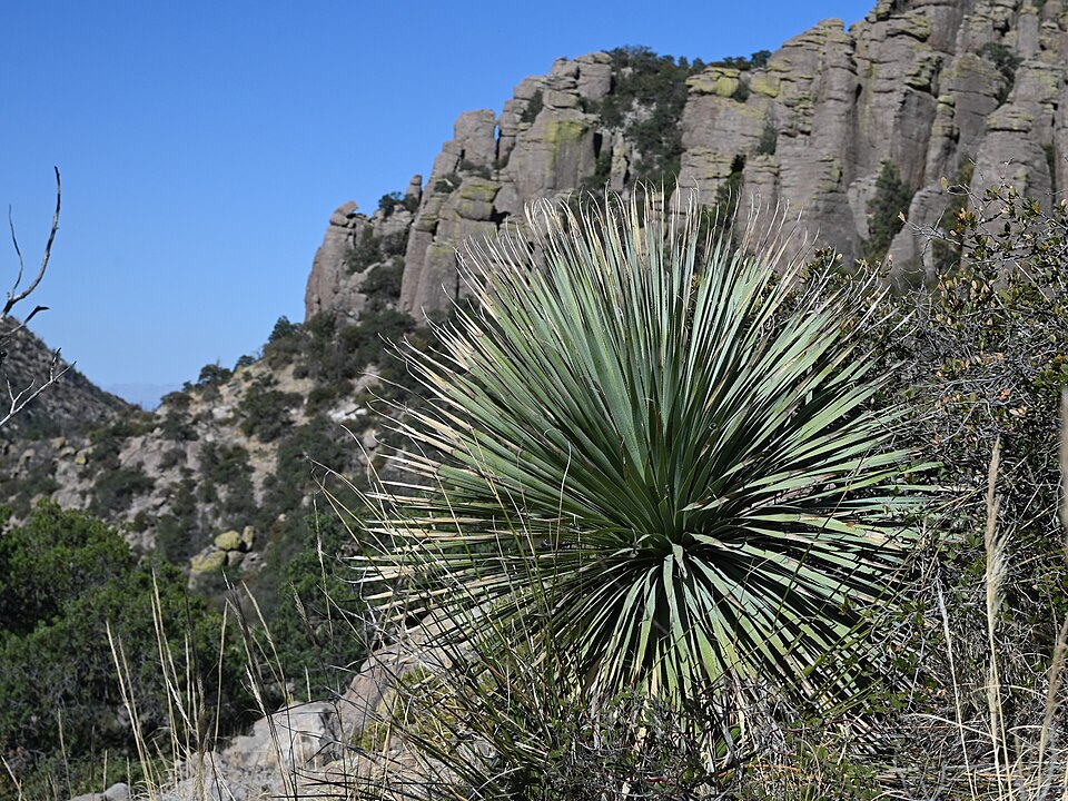 Desert Spoon (Dasylirion wheeleri) - PlantNative.org Desert Spoon (Dasylirion wheeleri) large spiky blue-green rosette in Chihuahuan Desert landscape