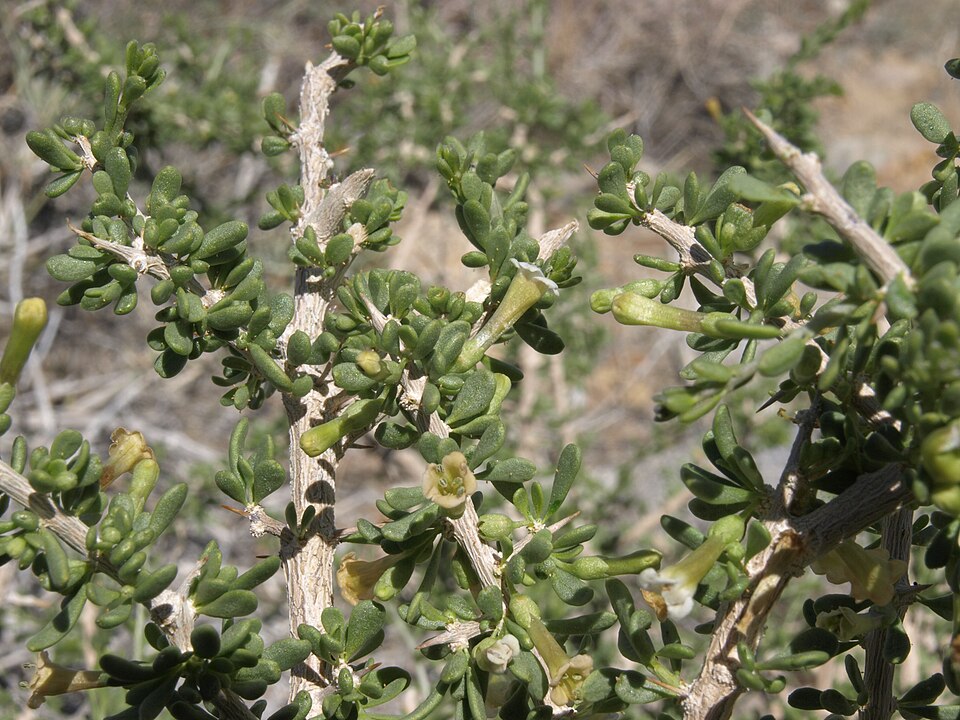Desert Wolfberry (Lycium andersonii) - PlantNative.org Desert Wolfberry (Lycium andersonii)
