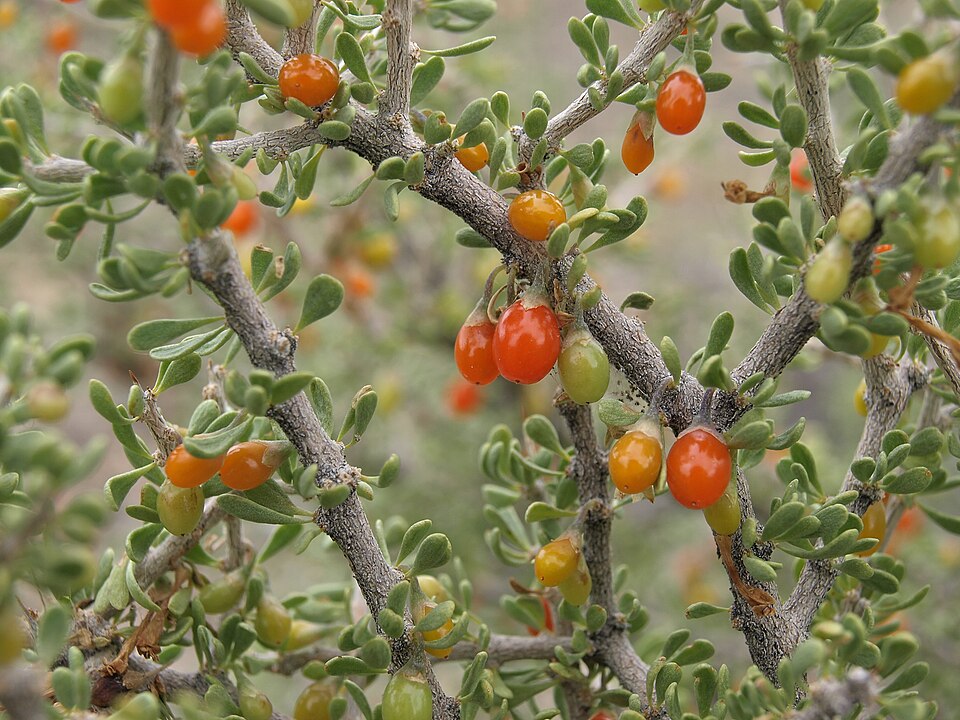 Desert Wolfberry (Lycium andersonii) - PlantNative.org Desert Wolfberry (Lycium andersonii) detail