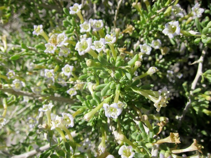 Desert Wolfberry (Lycium andersonii) - PlantNative.org Desert Wolfberry (Lycium andersonii) in landscape