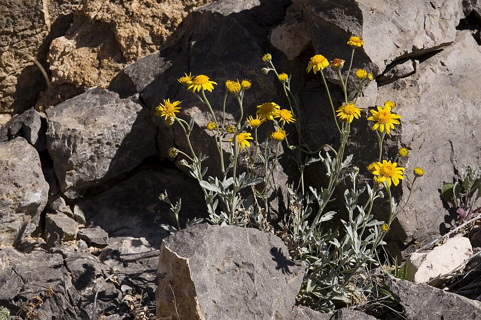 Desert Bahia (Bahia absinthifolia) - PlantNative.org Desert Bahia (Bahia absinthifolia) with bright yellow daisy flowers in desert habitat