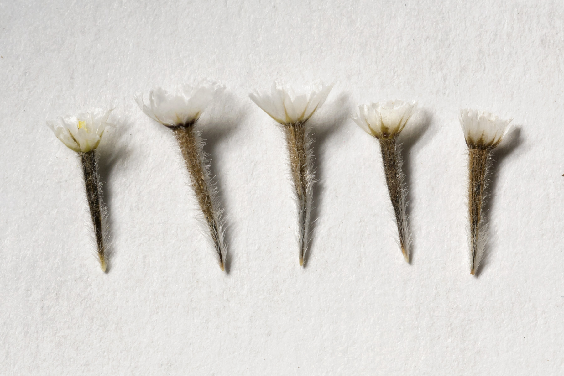 Desert Bahia (Bahia absinthifolia) - PlantNative.org Desert Bahia (Bahia absinthifolia) close-up showing finely divided silvery foliage and yellow flowers