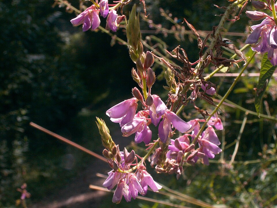 Tick-trefoil (Desmodium canadense) showing characteristic three-leaflet compound leaves and pink-purple flower spikes