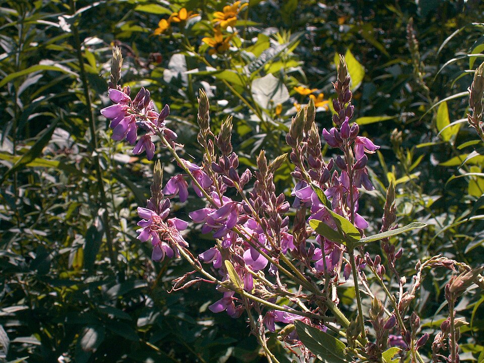 Tick-trefoil (Desmodium canadense) flower spike showing individual pink pea-like flowers