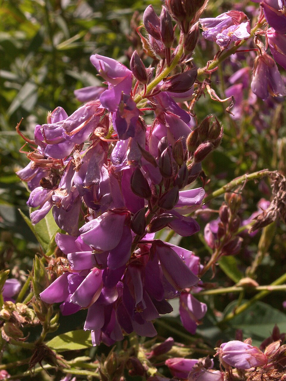 Tick-trefoil (Desmodium canadense) showing full plant form with compound leaves and flower spikes
