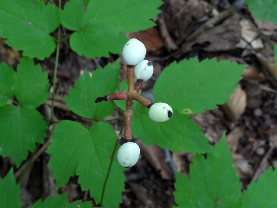 Doll's Eyes (Actaea pachypoda) distinctive white berries with black dots that give the plant its common name