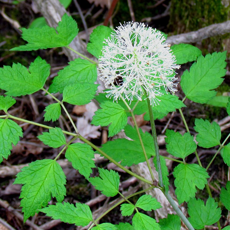 Doll's Eyes (Actaea pachypoda) white flowers and palmate leaves showing spring bloom