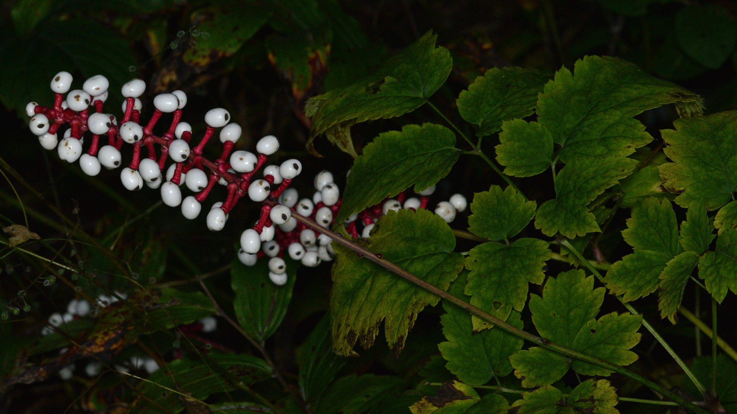Doll’s Eyes (Actaea pachypoda)