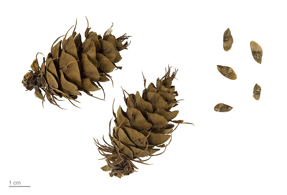 Douglas Fir cones and seeds display