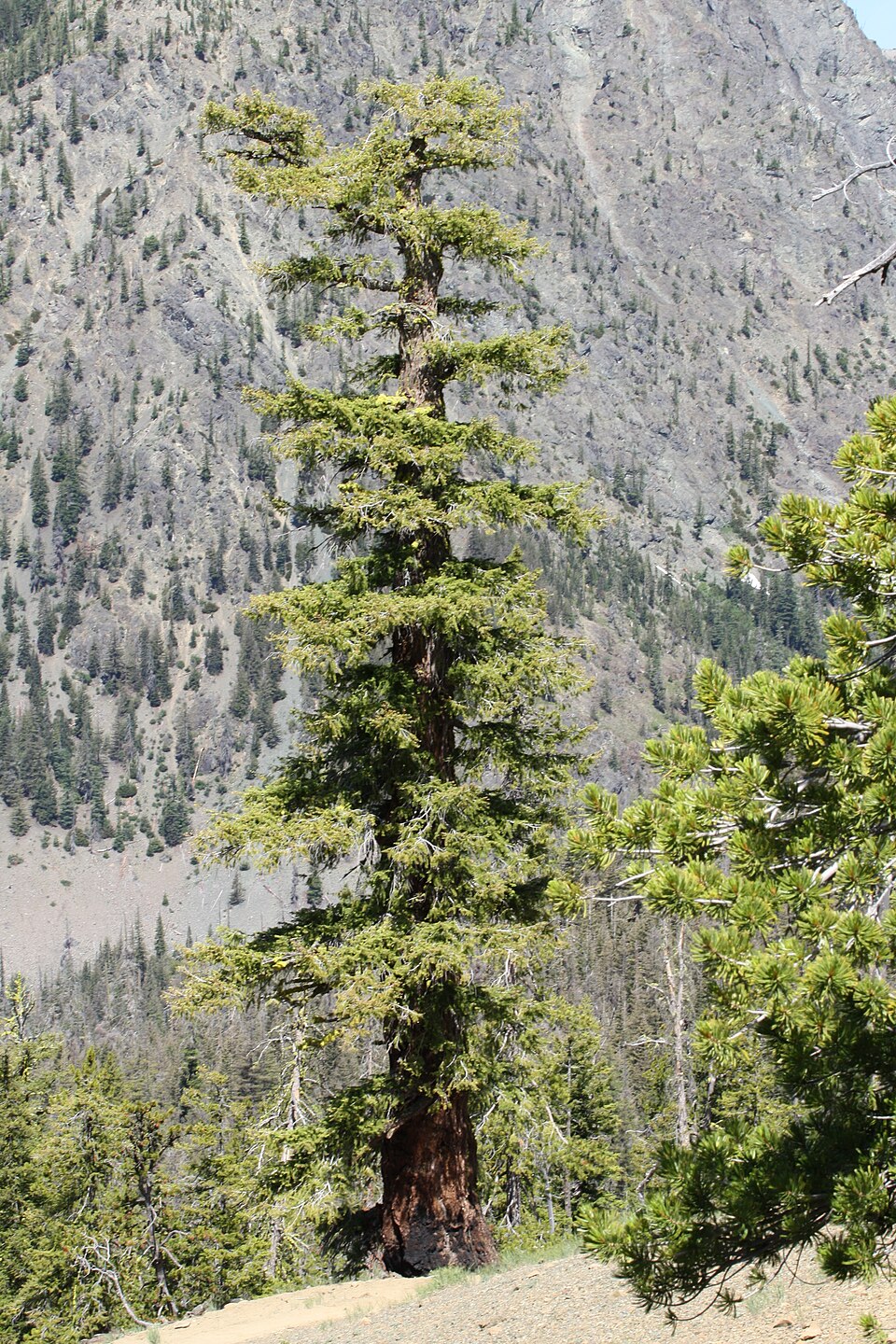 Douglas Fir showing distinctive features