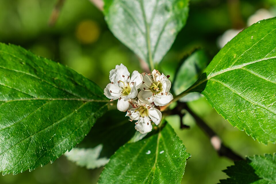 Douglas Hawthorn (Crataegus douglasii) showing white flower clusters and thorny branches
