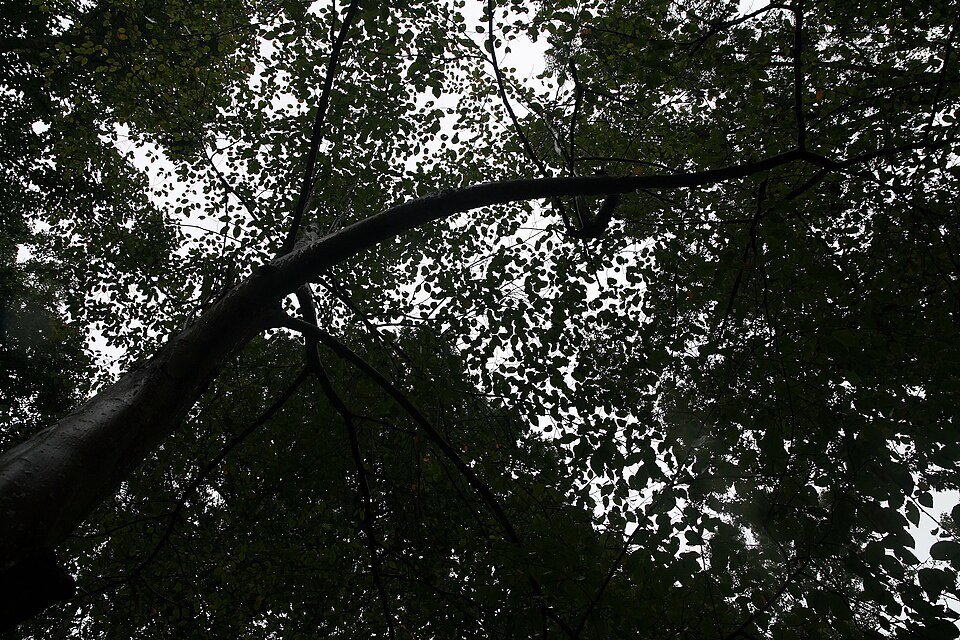 Downy Serviceberry (Amelanchier arborea) flowering tree in botanical garden showing characteristic growth form