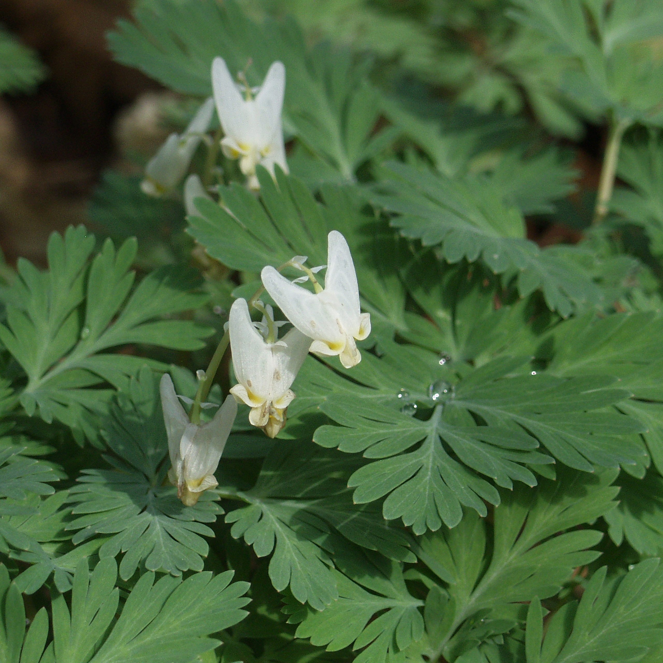 Dutchman’s Breeches (Dicentra cucullaria)