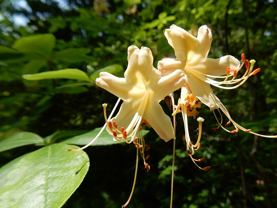 Dwarf Azalea (Rhododendron atlanticum) - PlantNative.org Dwarf Azalea (Rhododendron atlanticum) flower clusters showing the characteristic pinkish-white color and long exserted stamens