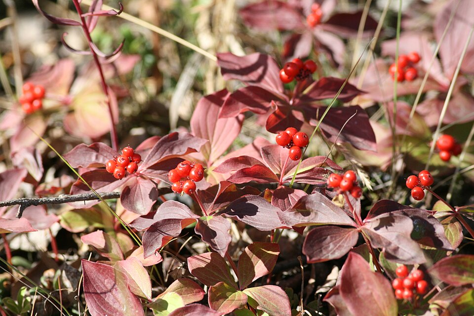 Dwarf Dogwood (Cornus canadensis) - PlantNative.org Dwarf Dogwood (Cornus canadensis) showing characteristic white bracts and central flower cluster