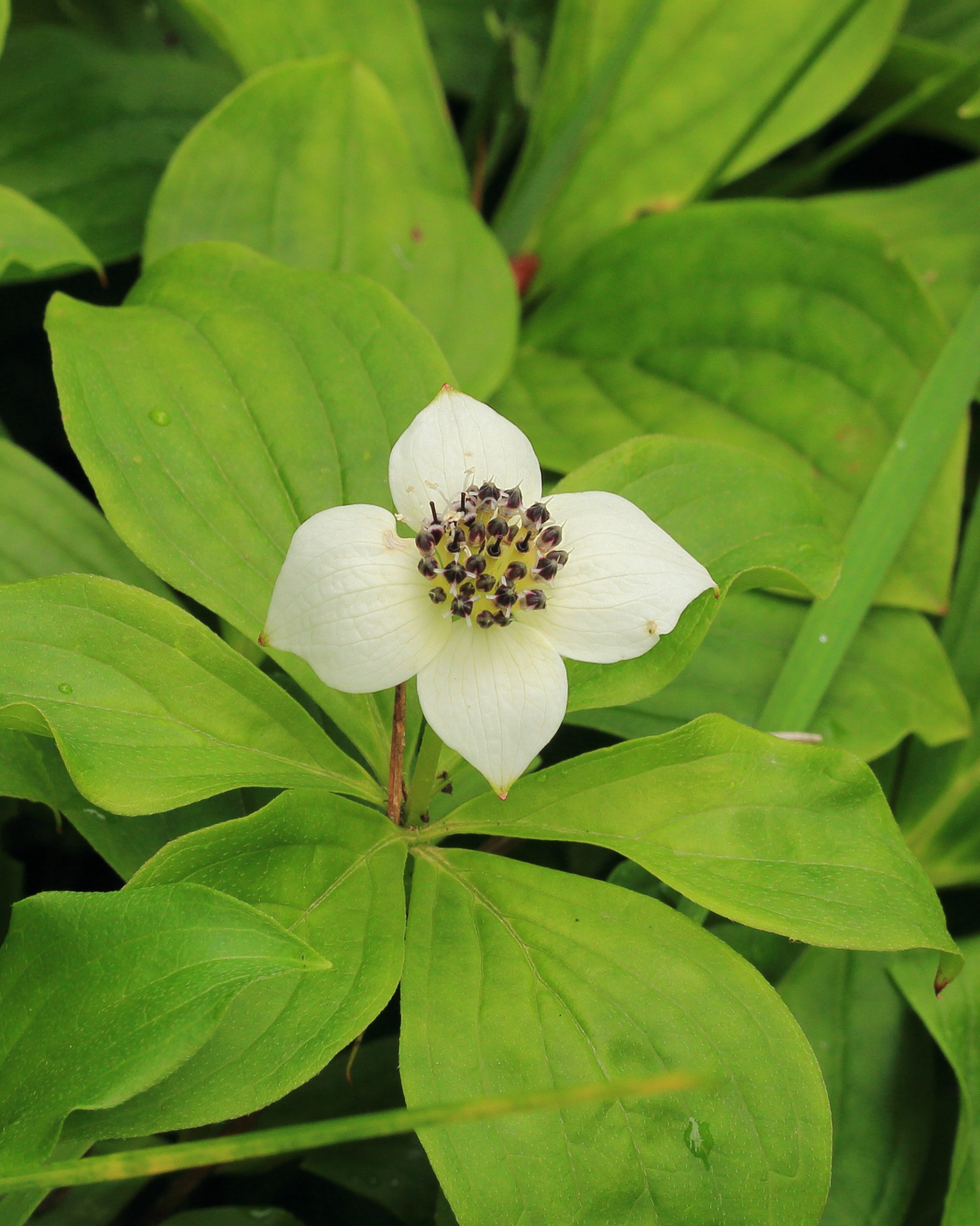 Dwarf Dogwood (Cornus canadensis)
