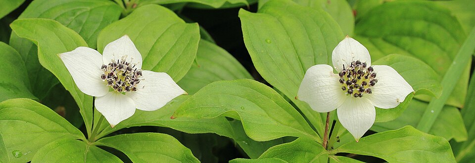 Dwarf Dogwood (Cornus canadensis) - PlantNative.org Dwarf Dogwood (Cornus canadensis) groundcover showing low spreading growth habit