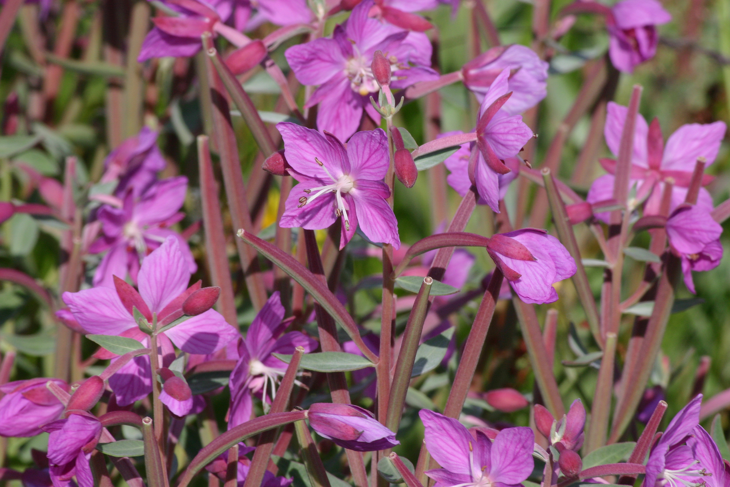 Dwarf Fireweed (Epilobium latifolium) - PlantNative.org Dwarf Fireweed (Epilobium latifolium) magenta pink flowers along a glacial stream in Alaska