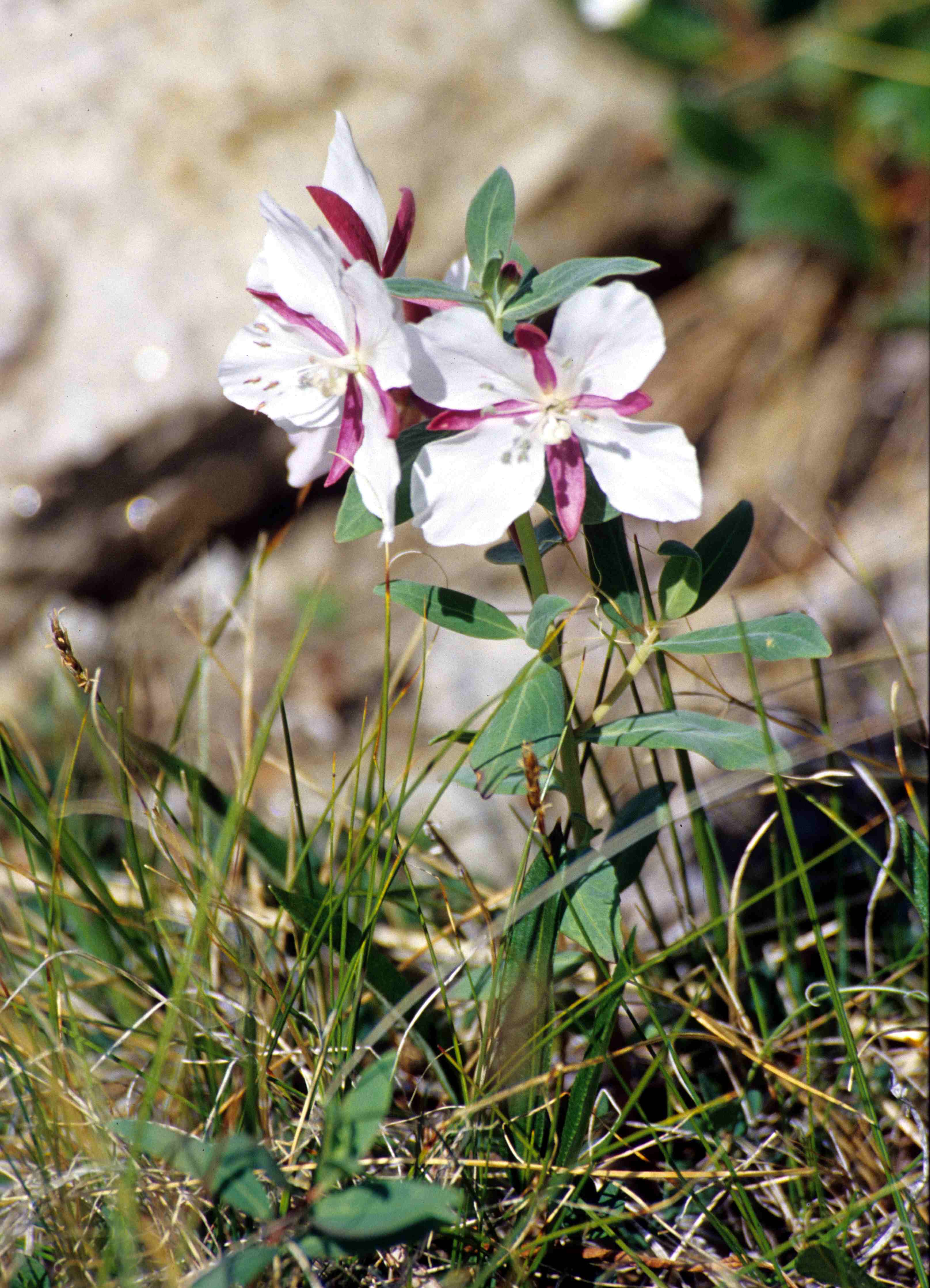 Dwarf Fireweed (Epilobium latifolium) - PlantNative.org Dwarf Fireweed (Epilobium latifolium) white-flowered form on glacial gravel