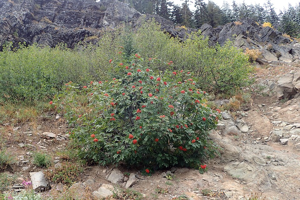 Dwarf Mountain Ash (Sorbus scopulina) showing compound leaves and clusters of bright orange-red berries