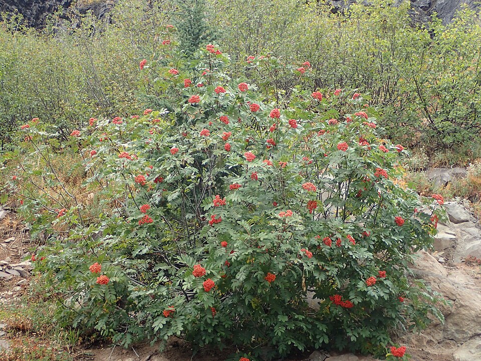 Dwarf Mountain Ash (Sorbus scopulina) clusters of orange-red berries in fall