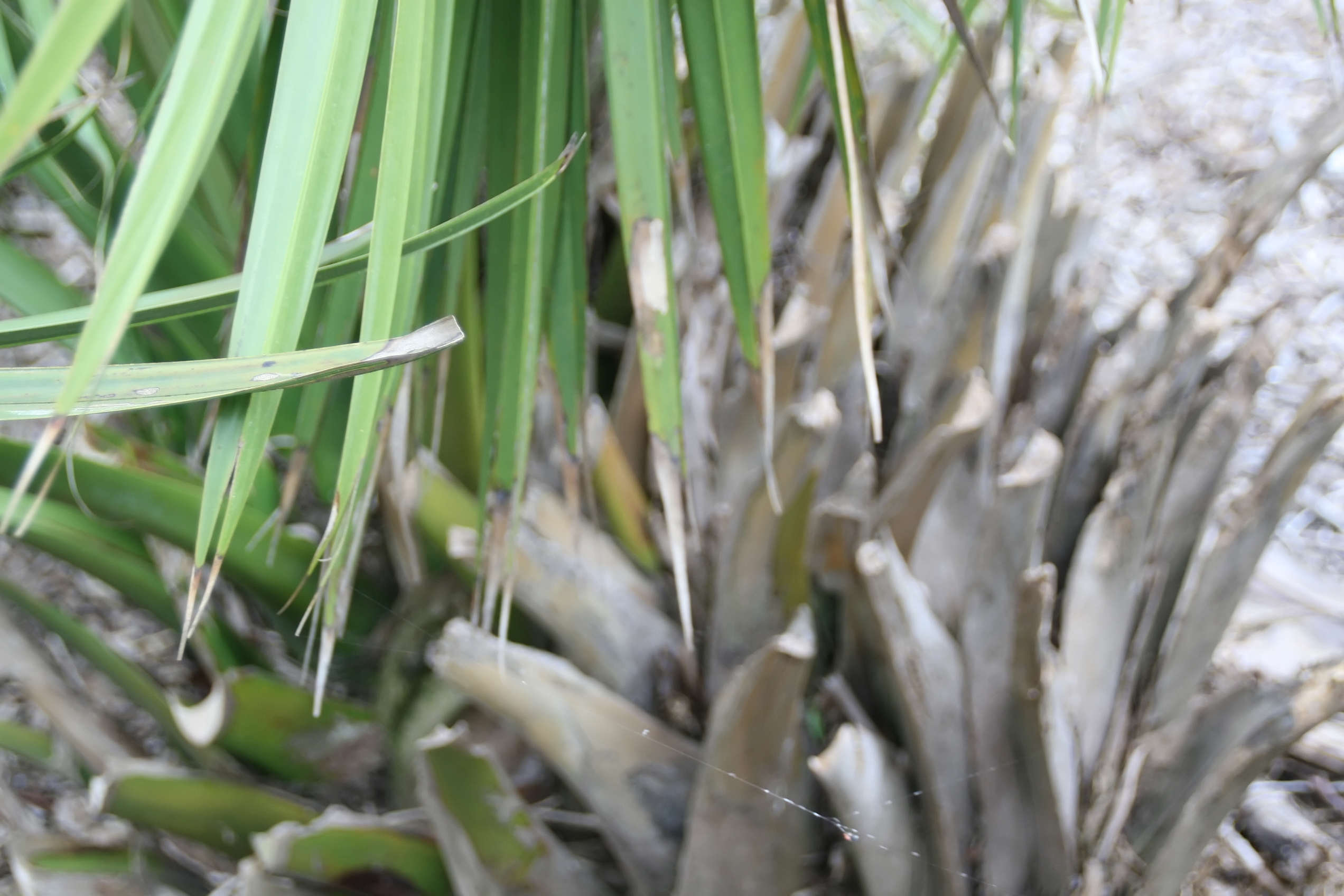 Dwarf Palmetto (Sabal minor) - PlantNative.org Dwarf Palmetto (Sabal minor) in its native habitat