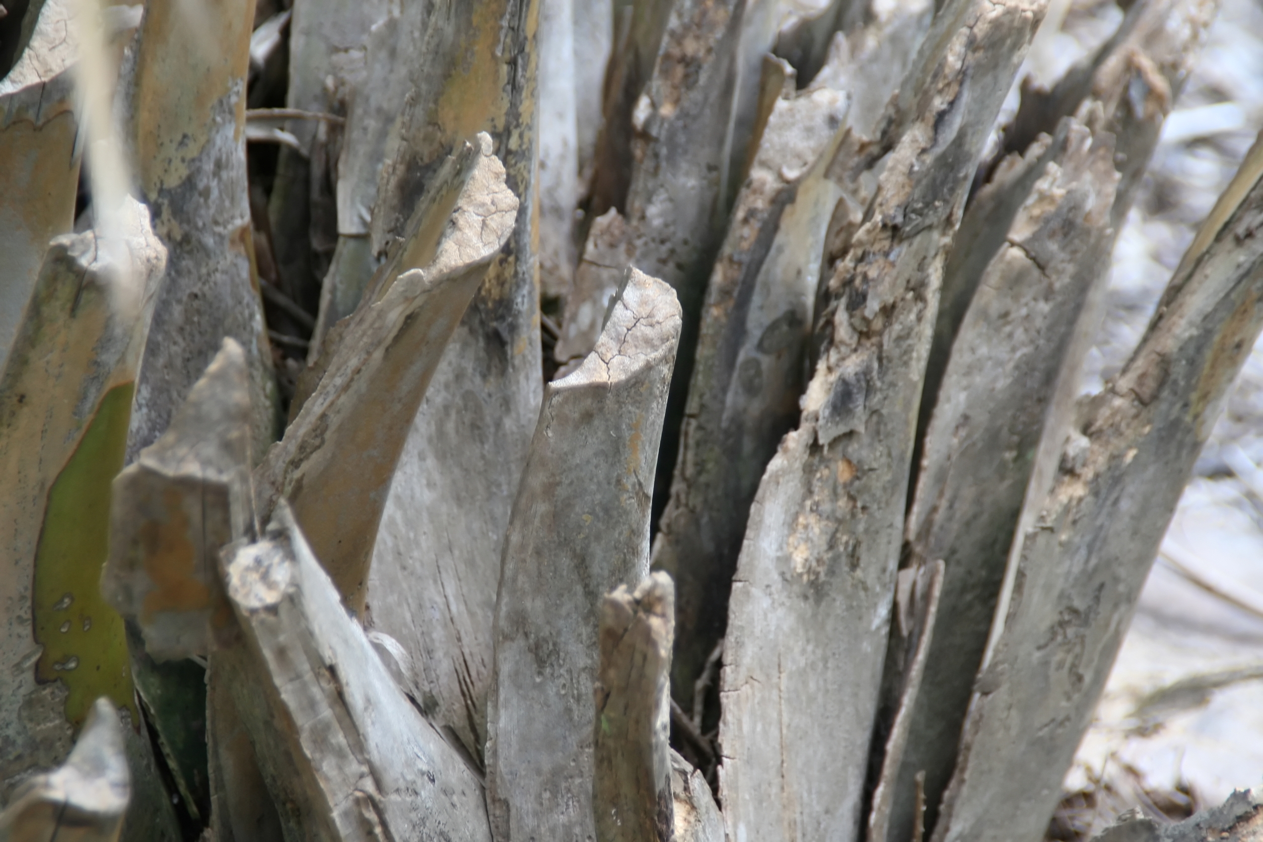 Dwarf Palmetto (Sabal minor) - PlantNative.org Dwarf Palmetto (Sabal minor) detail