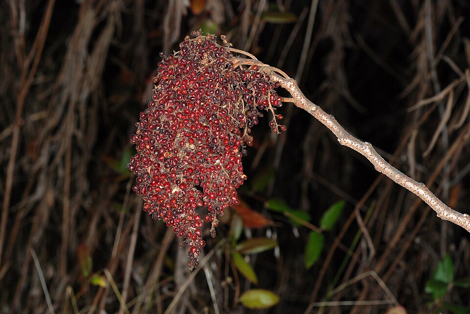 Dwarf-winged Sumac (Rhus copallinum) showing compound leaves with winged petioles and fruit clusters