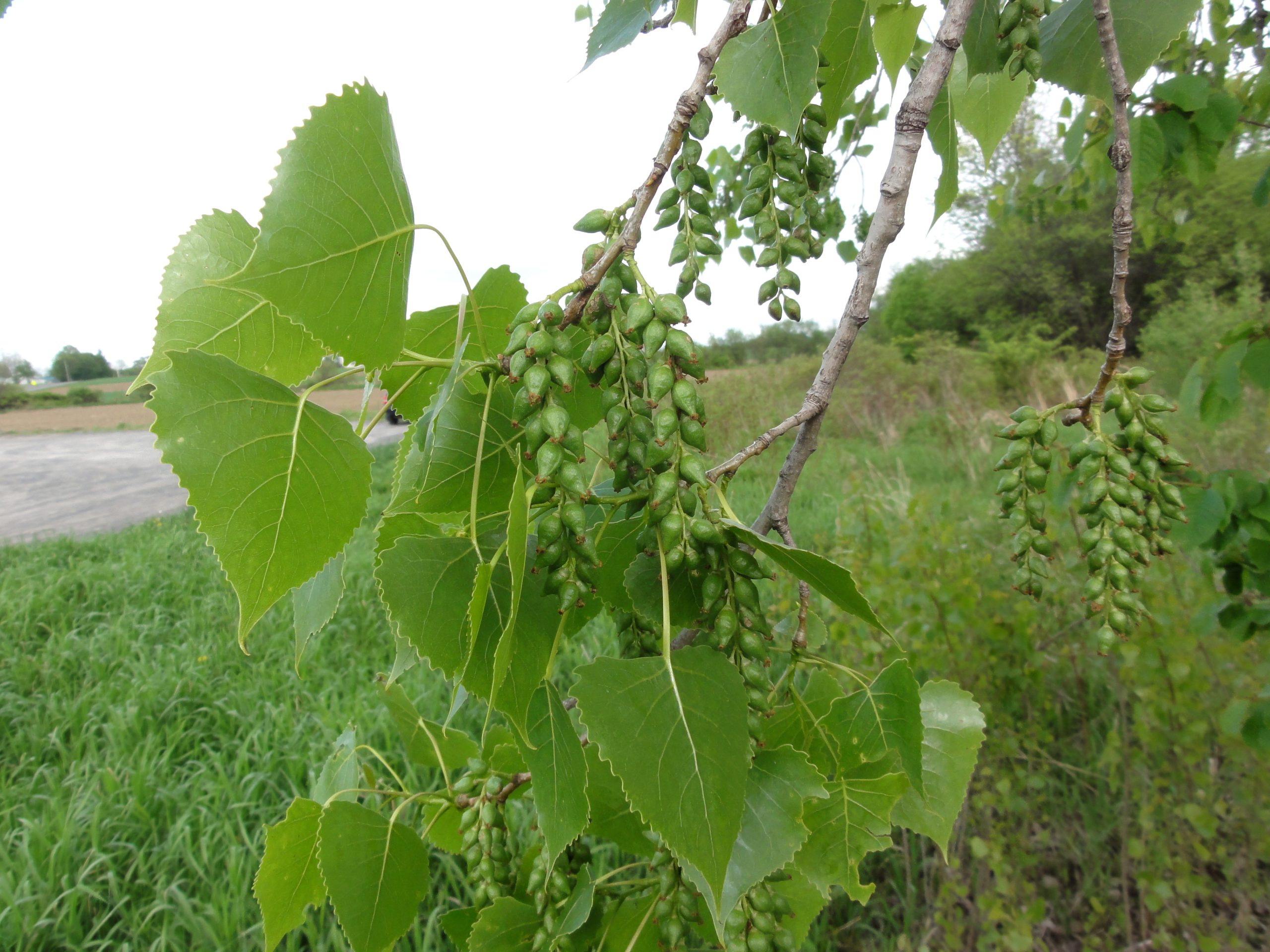 Eastern Cottonwood (Populus deltoides)