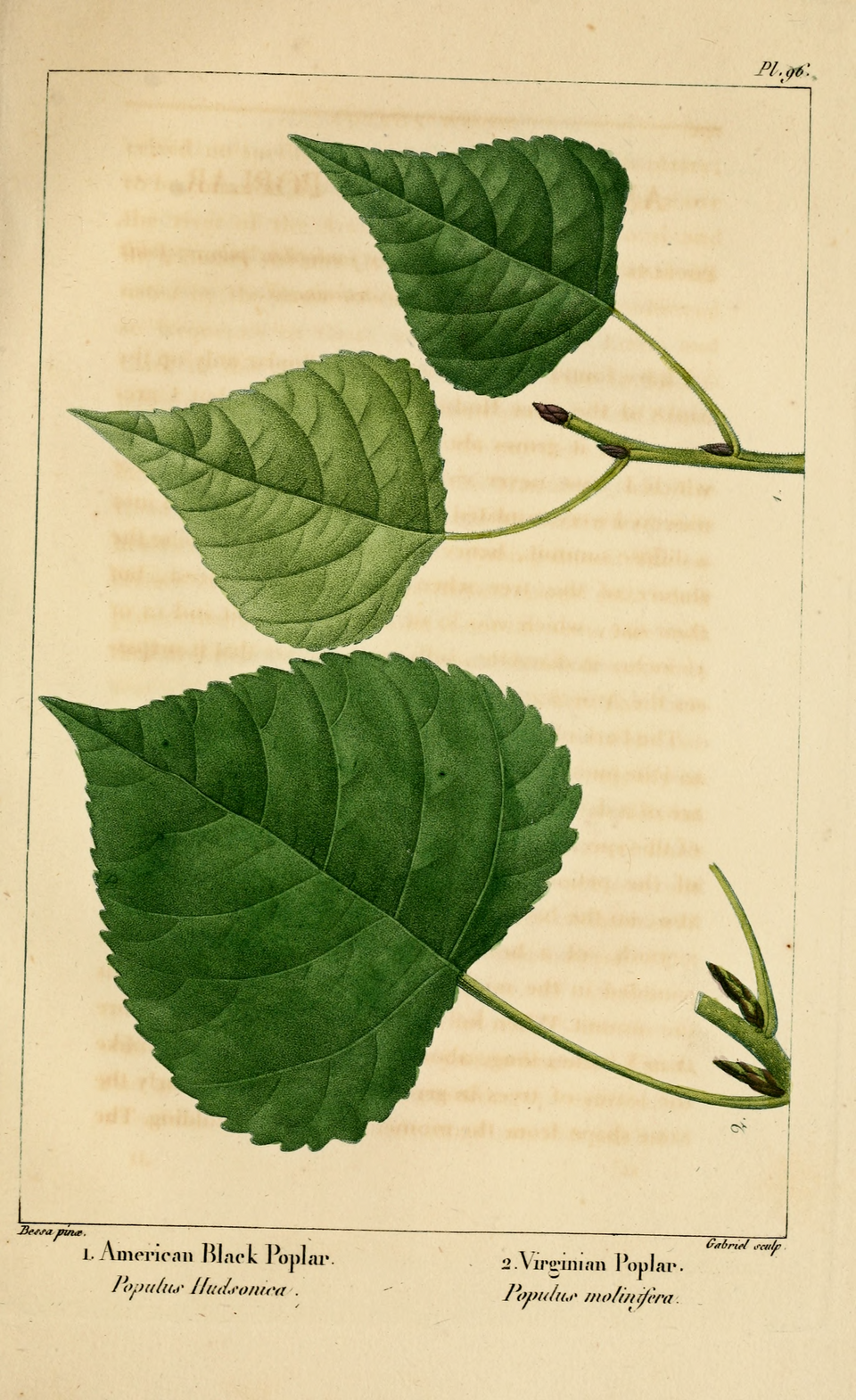 Eastern Cottonwood (Populus deltoides)